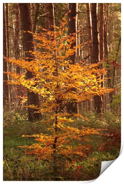 Sunlit autumn beech tree Print by Simon Johnson