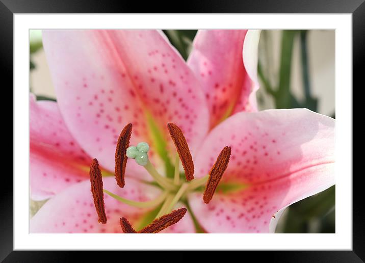 Pink Lilly Macro Framed Mounted Print by Phil Hall