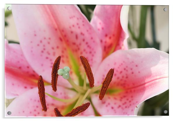 Pink Lilly Macro Acrylic by Phil Hall