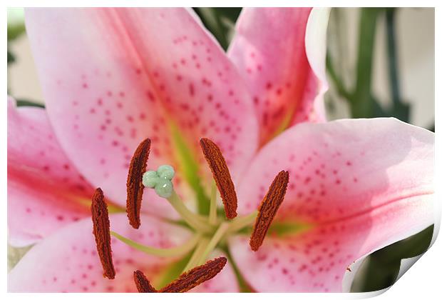 Pink Lilly Macro Print by Phil Hall