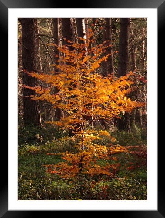 Sunlit wind blown Beech tree Framed Mounted Print by Simon Johnson