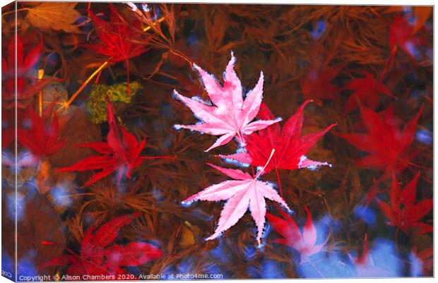 Floating Leaves Canvas Print by Alison Chambers