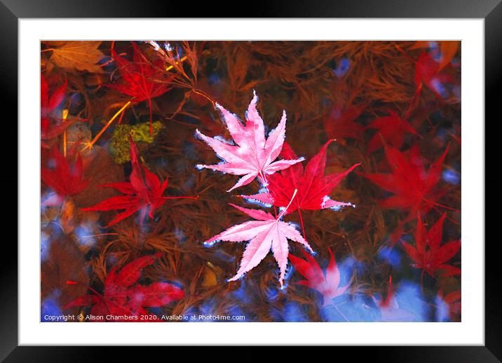 Floating Leaves Framed Mounted Print by Alison Chambers