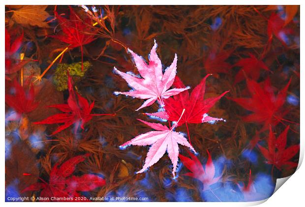 Floating Leaves Print by Alison Chambers