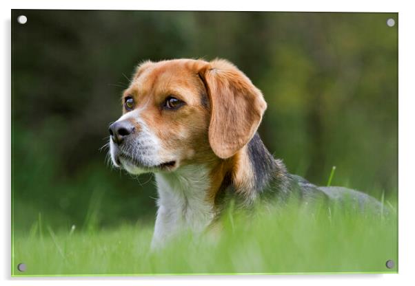 Tricolour Beagle Acrylic by Arterra 