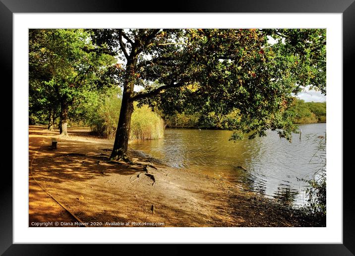 Connaught Water Epping Forest Framed Mounted Print by Diana Mower