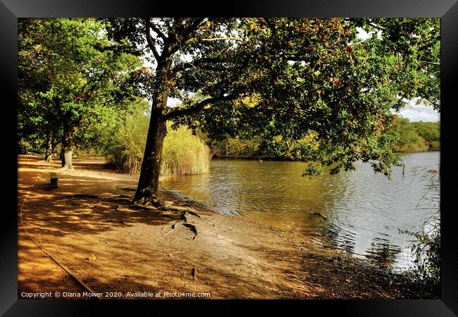 Connaught Water Epping Forest Framed Print by Diana Mower