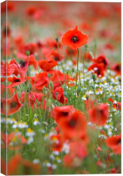 Red Poppies in Field Canvas Print by Arterra 