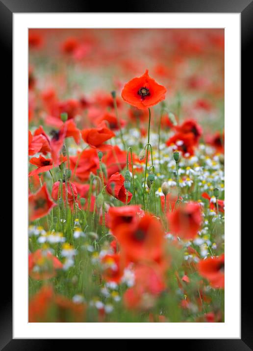 Red Poppies in Field Framed Mounted Print by Arterra 