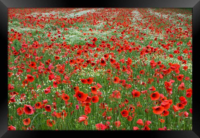 Red Poppy Field Framed Print by Arterra 