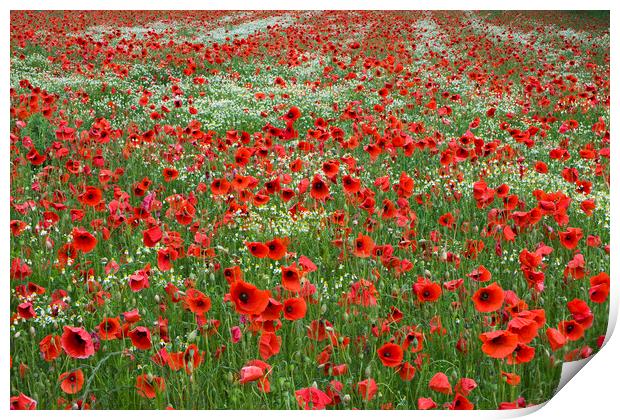 Red Poppy Field Print by Arterra 