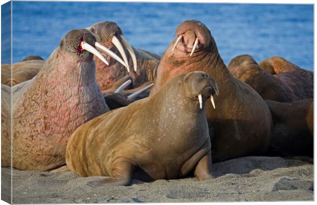 Walrus Colony at Svalbard Canvas Print by Arterra 