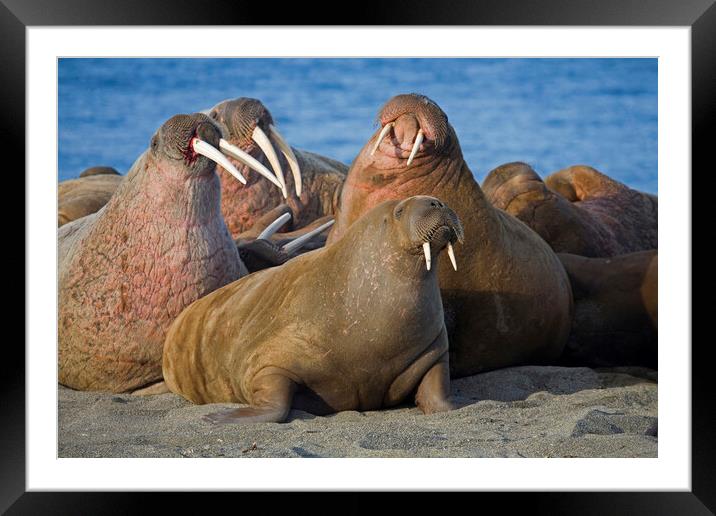 Walrus Colony at Svalbard Framed Mounted Print by Arterra 