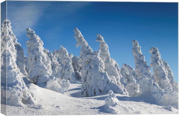 Spruce Trees in Winter Canvas Print by Arterra 