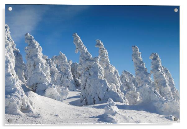 Spruce Trees in Winter Acrylic by Arterra 