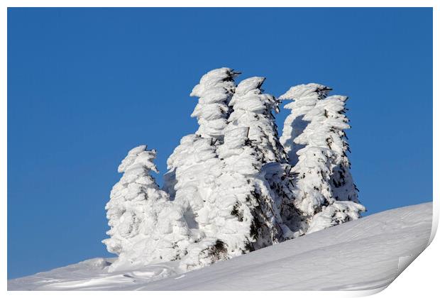 Snow Covered Spruce Trees Print by Arterra 