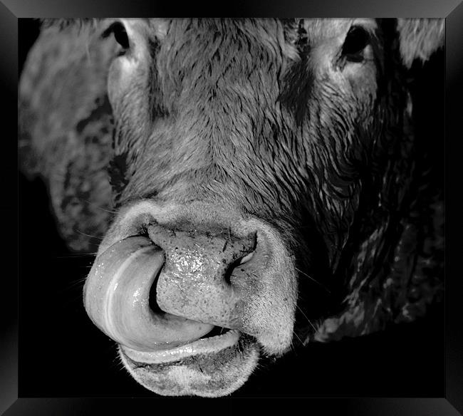 Cow and Tongue Framed Print by Tim O'Brien