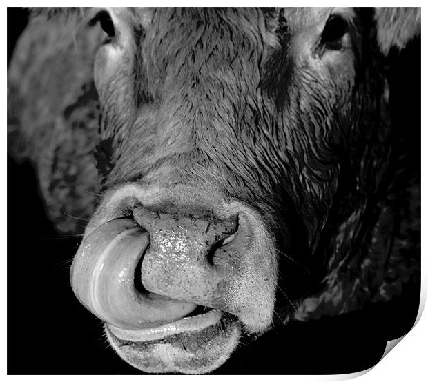 Cow and Tongue Print by Tim O'Brien