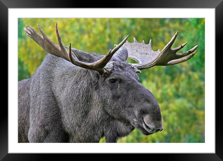 Moose Bull Framed Mounted Print by Arterra 