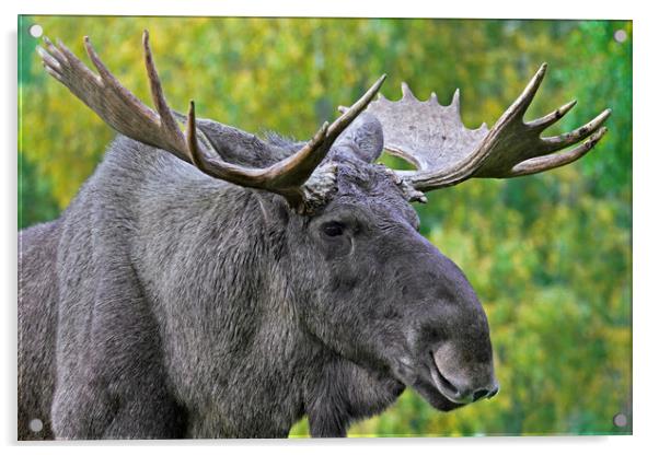 Moose Bull Acrylic by Arterra 