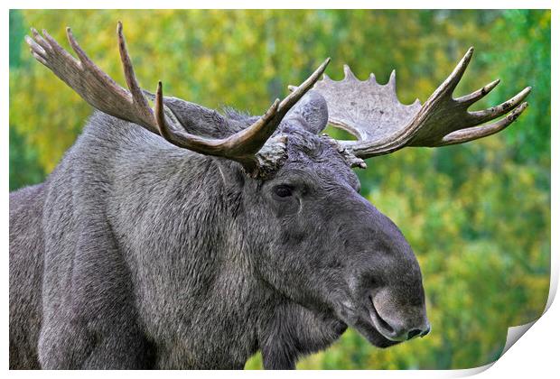 Moose Bull Print by Arterra 