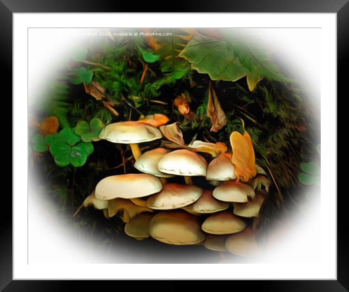 Fungi in the Woods Framed Mounted Print by David Mccandlish
