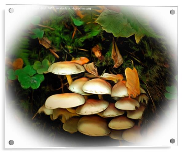 Fungi in the Woods Acrylic by David Mccandlish