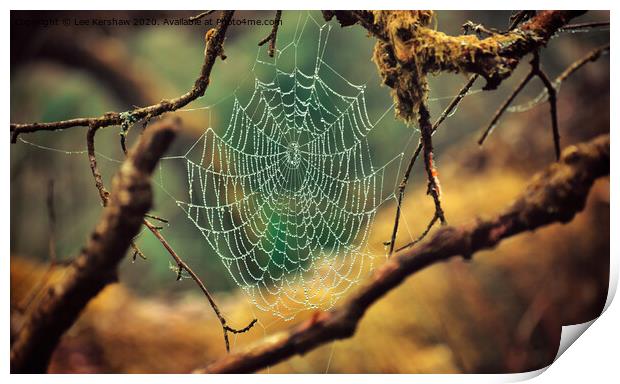 Spider's Web Print by Lee Kershaw