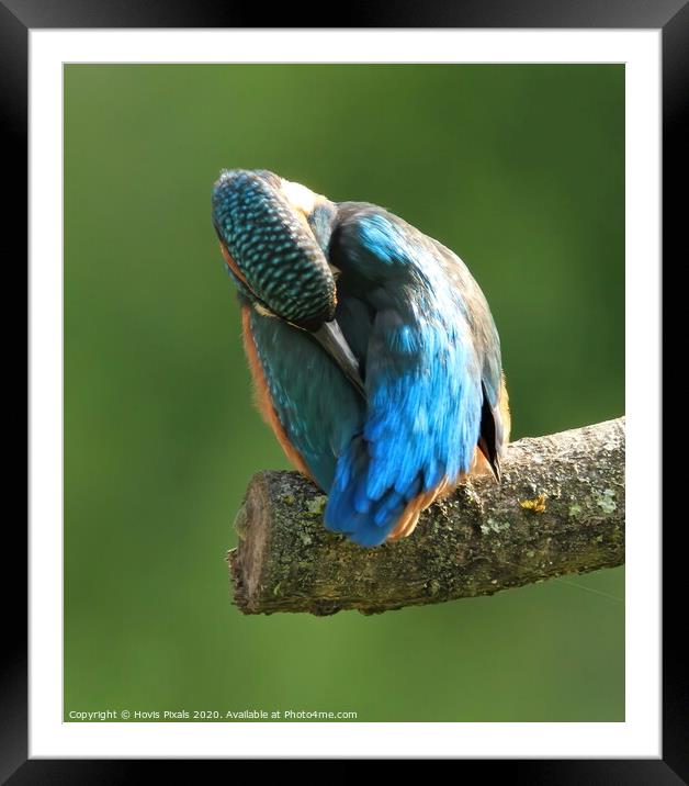 Kingfisher ( preening ) Framed Mounted Print by Dave Burden
