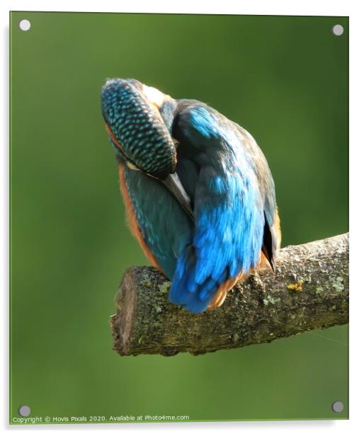 Kingfisher ( preening ) Acrylic by Dave Burden