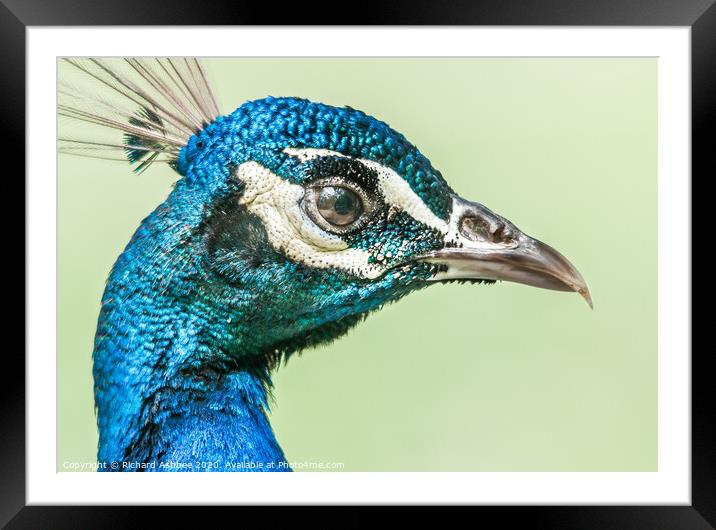 Peacock face Framed Mounted Print by Richard Ashbee