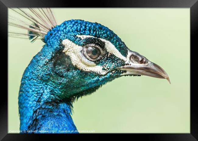 Peacock face Framed Print by Richard Ashbee