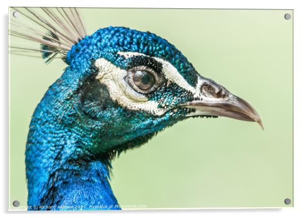 Peacock face Acrylic by Richard Ashbee