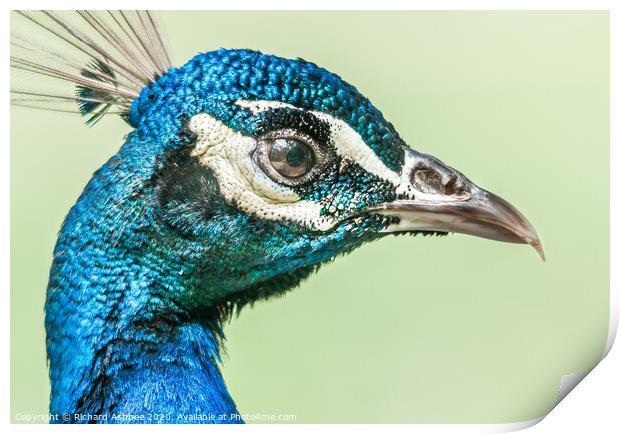 Peacock face Print by Richard Ashbee