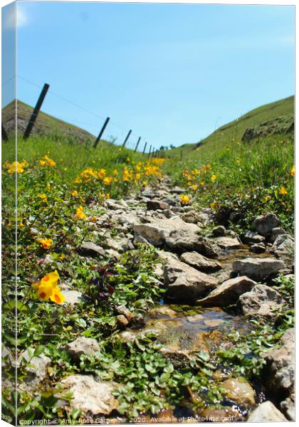 Dovedale walk to Thorpe cloud in spring  Canvas Print by Amy-Rose Carpenter