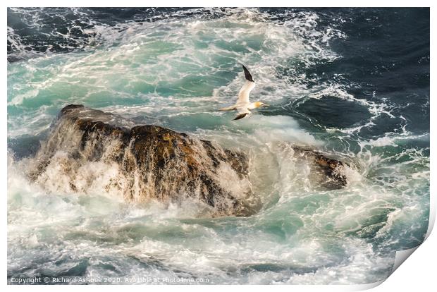 Gannet flies over a stormy sea in Shetland Print by Richard Ashbee