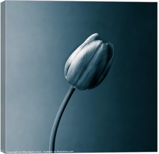 A Monochromatic Tulip's Elegance Canvas Print by Mike Byers