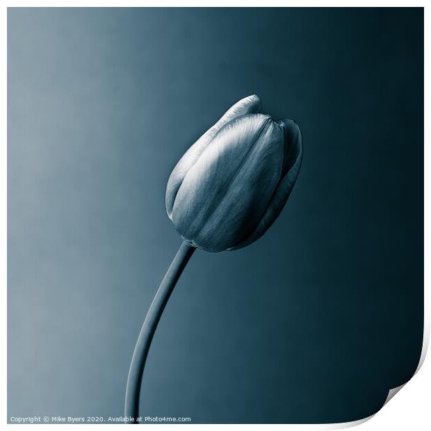 A Monochromatic Tulip's Elegance Print by Mike Byers