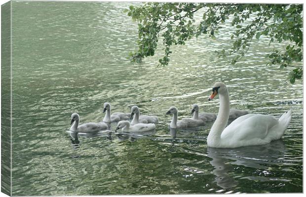 Mute Swans Canvas Print by Chris Day