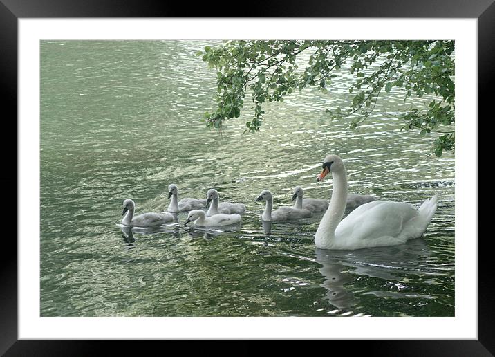 Mute Swans Framed Mounted Print by Chris Day