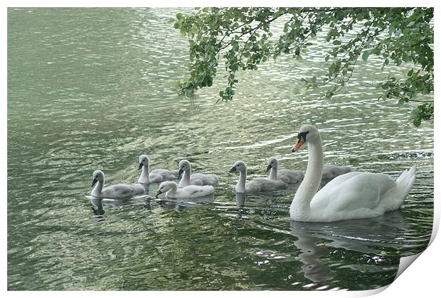 Mute Swans Print by Chris Day