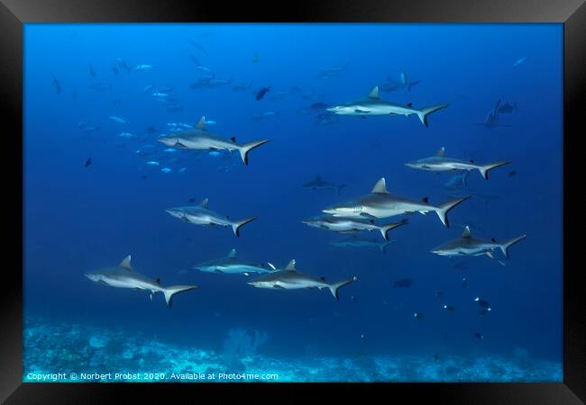 Grey reef sharks Framed Print by Norbert Probst