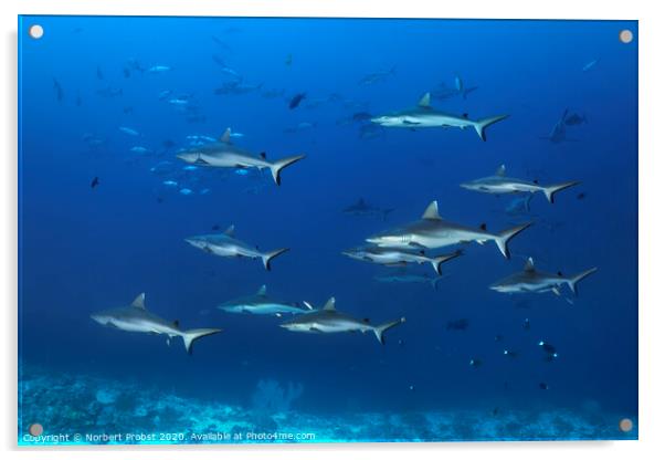 Grey reef sharks Acrylic by Norbert Probst