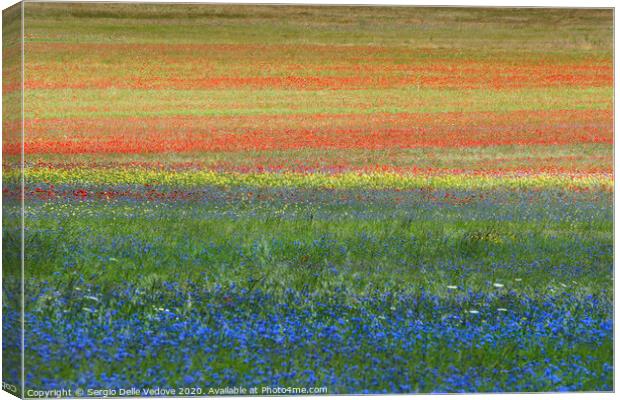 the flowering of lentil crops Canvas Print by Sergio Delle Vedove