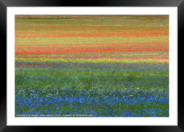 the flowering of lentil crops Framed Mounted Print by Sergio Delle Vedove