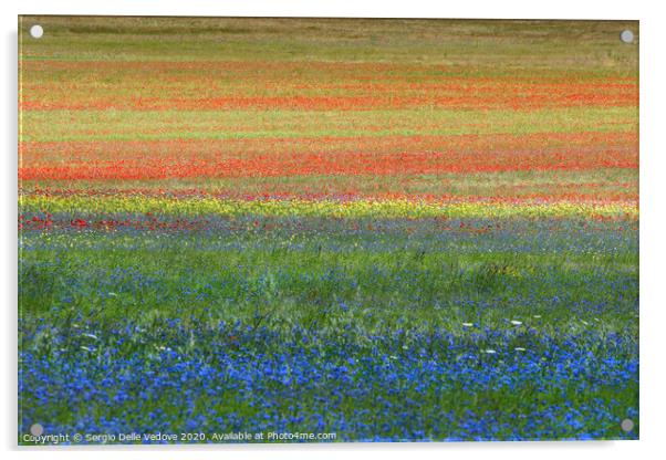 the flowering of lentil crops Acrylic by Sergio Delle Vedove