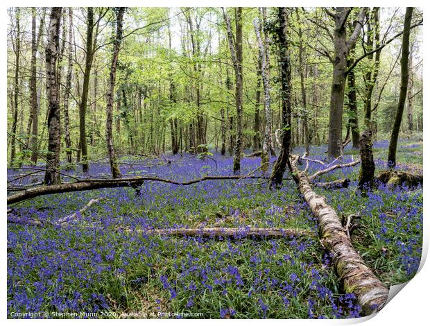 Bluebell Wood, New Forest National Park Print by Stephen Munn