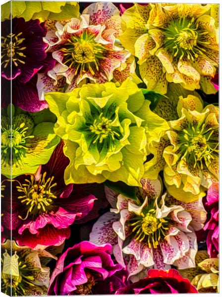 Hellebore flowers Canvas Print by Robert Murray