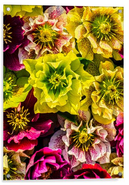 Hellebore flowers Acrylic by Robert Murray