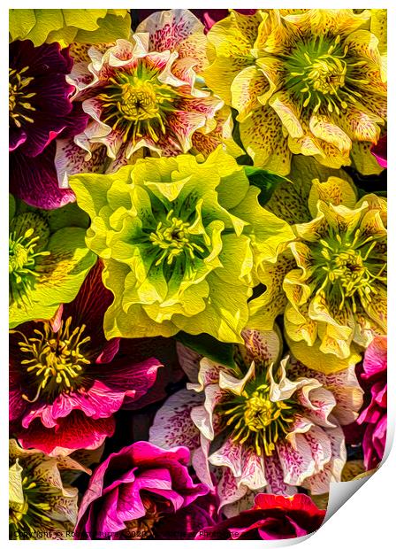 Hellebore flowers Print by Robert Murray